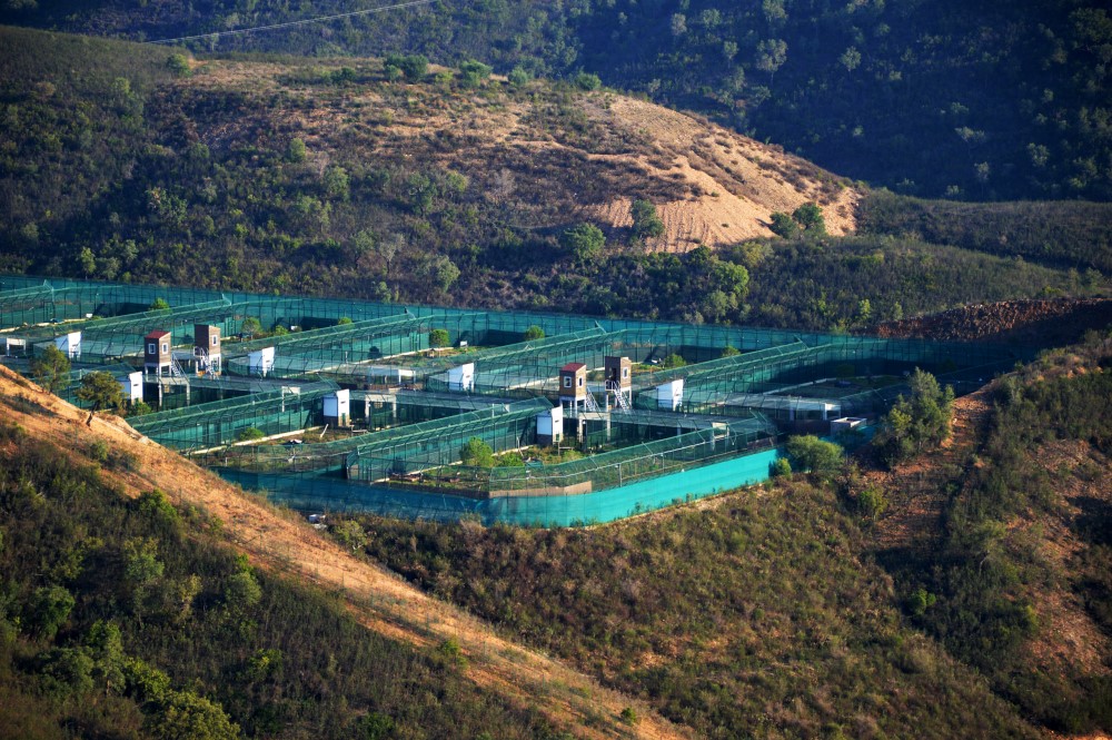 Sul Informação - Linces ibéricos retirados do Centro de Reprodução de Silves devido ao fogo