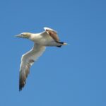 Sul Informação - Festival de Observação de Aves prepara-se para fim de semana em grande em Sagres