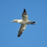 Sul Informação - Festival de Observação de Aves prepara-se para fim de semana em grande em Sagres