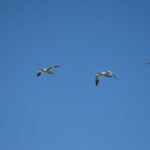 Sul Informação - Festival de Observação de Aves prepara-se para fim de semana em grande em Sagres