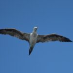 Sul Informação - Festival de Observação de Aves prepara-se para fim de semana em grande em Sagres