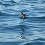 Sul Informação - Festival de Observação de Aves prepara-se para fim de semana em grande em Sagres