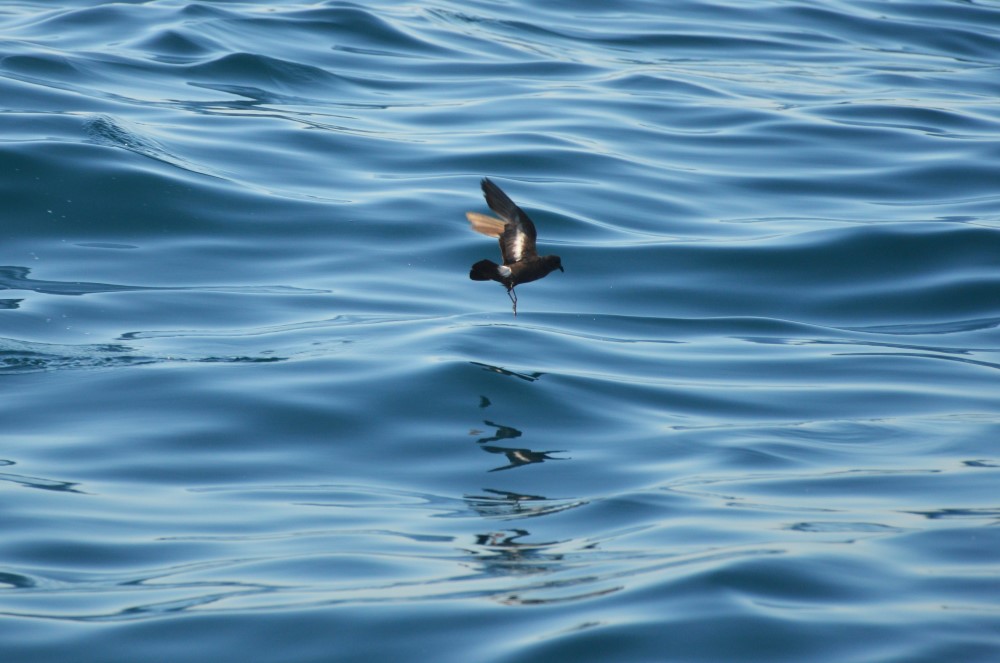 Sul Informação - Festival de Observação de Aves prepara-se para fim de semana em grande em Sagres