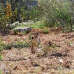 Sul Informação - Há mais um casal de linces-ibéricos a “viver” em Alcoutim [com vídeo]