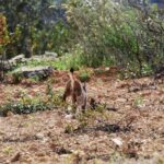 Sul Informação - Há mais um casal de linces-ibéricos a “viver” em Alcoutim [com vídeo]