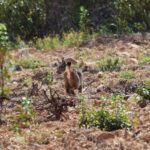 Sul Informação - Há mais um casal de linces-ibéricos a “viver” em Alcoutim [com vídeo]