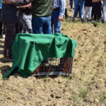 Sul Informação - Há mais um casal de linces-ibéricos a “viver” em Alcoutim [com vídeo]