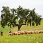 Sul Informação - Beja recebeu o Terras sem Sombra, festival nas transumâncias do mundo