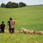 Sul Informação - Beja recebeu o Terras sem Sombra, festival nas transumâncias do mundo