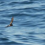 Sul Informação - Festival de Observação de Aves prepara-se para fim de semana em grande em Sagres