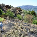 Sul Informação - Animais também são vítimas do incêndio, mas há equipas no terreno a resgatá-los