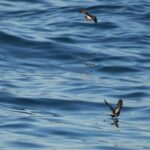 Sul Informação - Festival de Observação de Aves prepara-se para fim de semana em grande em Sagres
