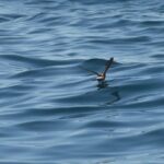 Sul Informação - Festival de Observação de Aves prepara-se para fim de semana em grande em Sagres