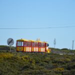 Sul Informação - Festival de Observação de Aves está ao rubro em Sagres