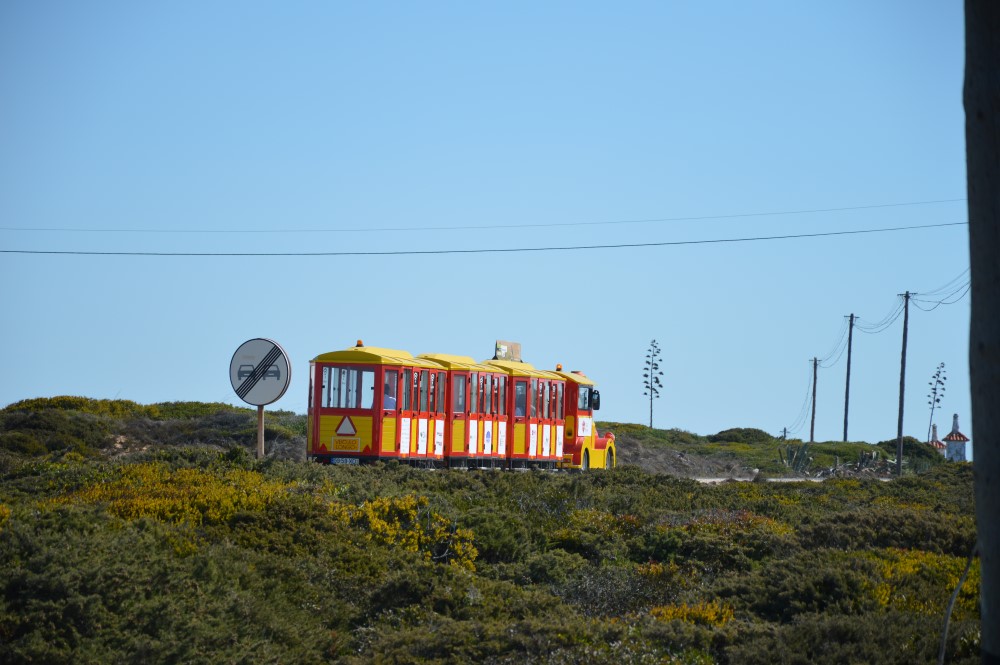 Sul Informação - Festival de Observação de Aves está ao rubro em Sagres