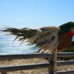Sul Informação - Festival de Observação de Aves está ao rubro em Sagres