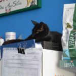 Sul Informação - Animais também são vítimas do incêndio, mas há equipas no terreno a resgatá-los