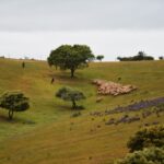 Sul Informação - Beja recebeu o Terras sem Sombra, festival nas transumâncias do mundo