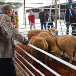 Sul Informação - Beja recebeu o Terras sem Sombra, festival nas transumâncias do mundo