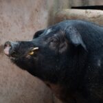 Sul Informação - Um saboroso piquenique à chuva para descobrir a Comida Esquecida