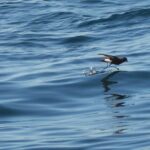 Sul Informação - Festival de Observação de Aves prepara-se para fim de semana em grande em Sagres