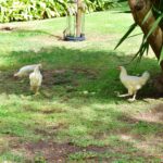 Sul Informação - Já é possível «criar mais memórias» no Jardim da Alameda de Faro