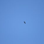 Sul Informação - Festival de Observação de Aves prepara-se para fim de semana em grande em Sagres