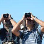 Sul Informação - Festival de Observação de Aves prepara-se para fim de semana em grande em Sagres