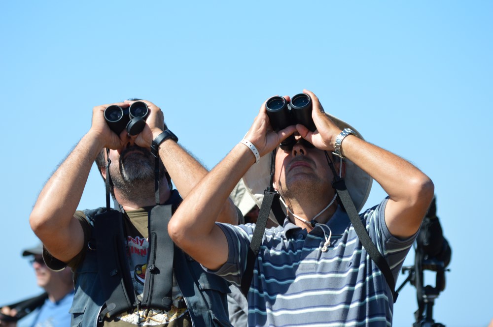 Sul Informação - Festival de Observação de Aves prepara-se para fim de semana em grande em Sagres