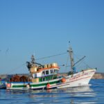 Sul Informação - Festival de Observação de Aves prepara-se para fim de semana em grande em Sagres