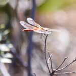 Sul Informação - Festival de Observação de Aves prepara-se para fim de semana em grande em Sagres