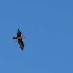 Sul Informação - Festival de Observação de Aves prepara-se para fim de semana em grande em Sagres
