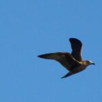 Sul Informação - Festival de Observação de Aves prepara-se para fim de semana em grande em Sagres