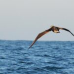 Sul Informação - Festival de Observação de Aves prepara-se para fim de semana em grande em Sagres