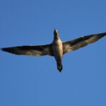 Sul Informação - Festival de Observação de Aves prepara-se para fim de semana em grande em Sagres