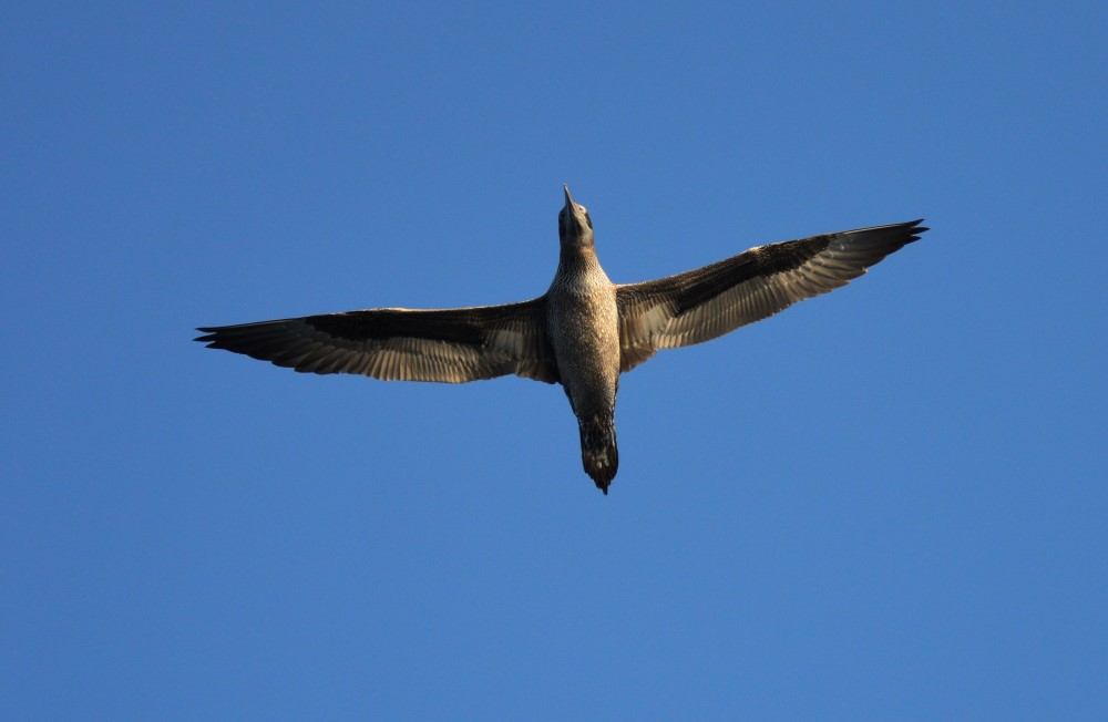 Sul Informação - Festival de Observação de Aves prepara-se para fim de semana em grande em Sagres