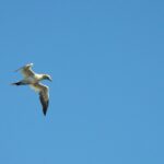 Sul Informação - Festival de Observação de Aves prepara-se para fim de semana em grande em Sagres