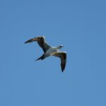 Sul Informação - Festival de Observação de Aves prepara-se para fim de semana em grande em Sagres