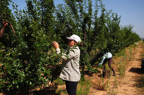 Sul Informação - Empresa de fruta investe 1,5 milhões em pomar no concelho de Mora