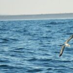 Sul Informação - Festival de Observação de Aves prepara-se para fim de semana em grande em Sagres
