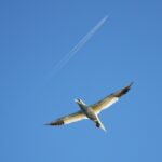 Sul Informação - Festival de Observação de Aves prepara-se para fim de semana em grande em Sagres
