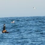 Sul Informação - Festival de Observação de Aves prepara-se para fim de semana em grande em Sagres