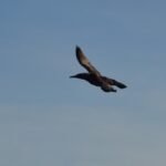 Sul Informação - Gente de toda a Europa de binóculos nos olhos para ver as aves em Sagres