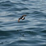 Sul Informação - Gente de toda a Europa de binóculos nos olhos para ver as aves em Sagres