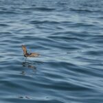 Sul Informação - Gente de toda a Europa de binóculos nos olhos para ver as aves em Sagres