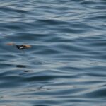 Sul Informação - Gente de toda a Europa de binóculos nos olhos para ver as aves em Sagres