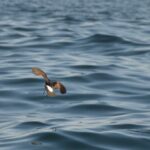Sul Informação - Gente de toda a Europa de binóculos nos olhos para ver as aves em Sagres