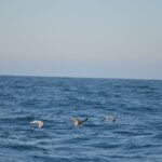 Sul Informação - Gente de toda a Europa de binóculos nos olhos para ver as aves em Sagres