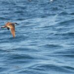 Sul Informação - Gente de toda a Europa de binóculos nos olhos para ver as aves em Sagres