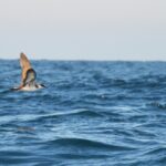 Sul Informação - Gente de toda a Europa de binóculos nos olhos para ver as aves em Sagres
